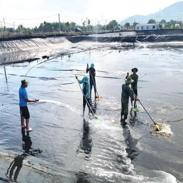 Xử Lý Nhớt Bạt Trong Nuôi Tôm Thẻ Chân Trắng: Biện Pháp Hiệu Quả