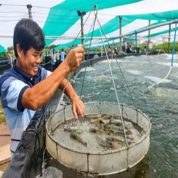 Cách Tính Kích Thước Tôm Thẻ Chân Trắng Đơn Giản Và Hiệu Quả