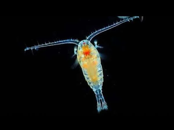 COPEPODA CÓ VAI TRÒ GÌ TRONG AO NUÔI TÔM, CÁ ?