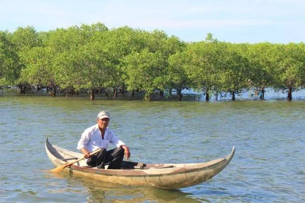 Rừng ngập mặn chở che cho nuôi thủy sản