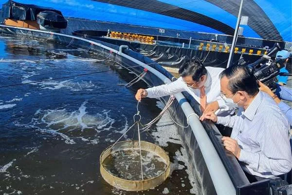 Việc Cho Tôm Ăn Vào Ban Đêm: Lợi Ích và Nhược Điểm