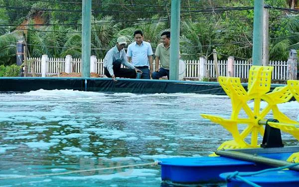 Nuôi tôm trong hồ xi măng hình tròn cho thu nhập tiền tỷ