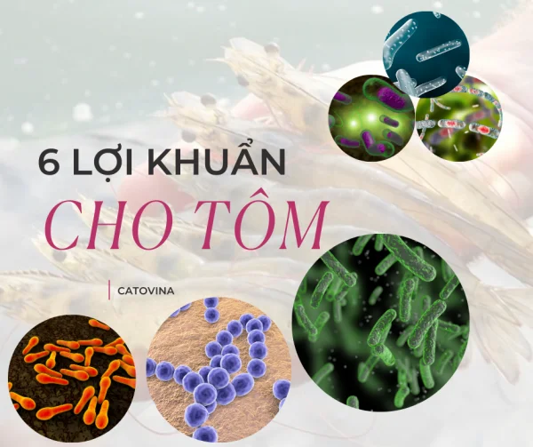 TOP 6 LOÀI LỜI KHUẨN ĐƯỢC SỬ DỤNG PHỔ BIẾN NHẤT TRONG THỦY SẢN