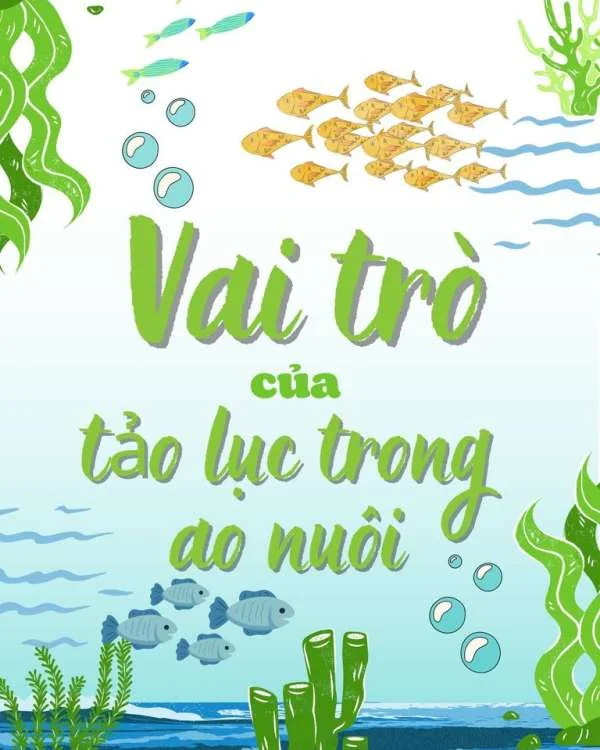 TẢO LỤC VÀ VAI TRÒ CỦA TẢO LỤC TRONG AO NUÔI TÔM