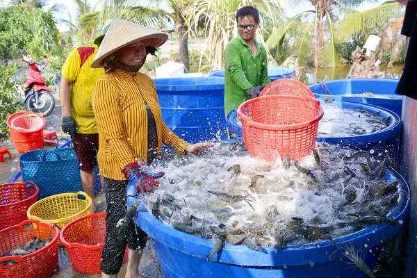 Thách Thức và Thành Công: Hành Trình Khởi Nghiệp Nuôi Tôm Công Nghệ Cao ở Đắk Lắk