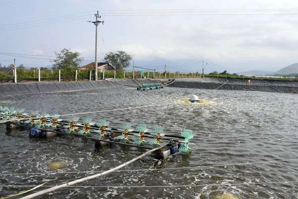 CHÚ TRỌNG YẾU TỐ MÔI TRƯỜNG TRONG NUÔI TÔM SIÊU THÂM CANH