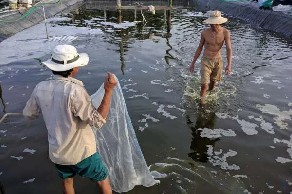 Canh Bạc Nuôi Tôm: Tỷ Phú Hay Tỷ Nợ?