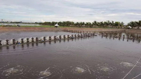 Quản lý màu nước trong ao nuôi tôm: Bước quan trọng để thành công