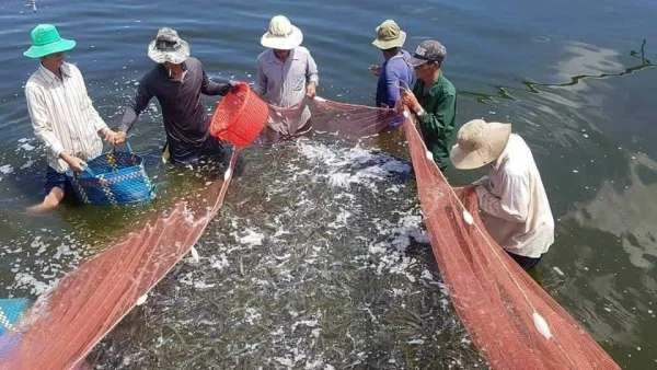 Ngành Nuôi Tôm Việt Nam: Chiến Lược Bền Vững Trong Bối Cảnh Tăng Giá và Biến Đổi Khí Hậu