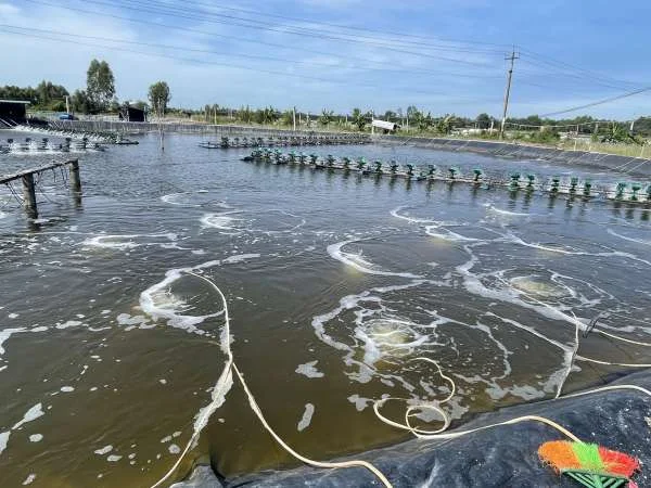 Chăm sóc Ao Tôm: 6 Lưu Ý Quan Trọng để Đảm Bảo An Toàn