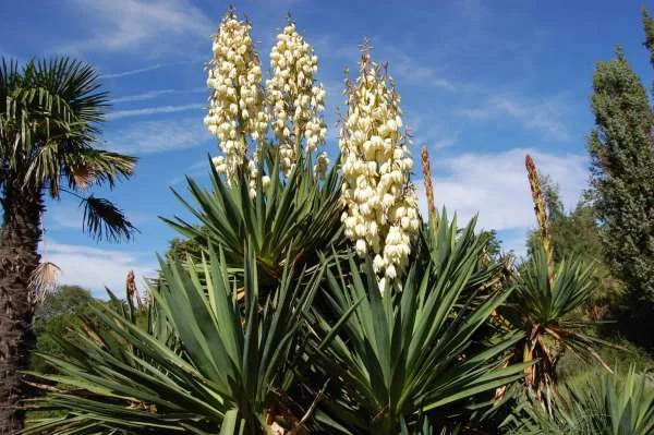 Yucca trong Nuôi Trồng Thủy Sản: Bí Quyết Bền Vững và Cải Thiện Sức Khỏe Động Vật