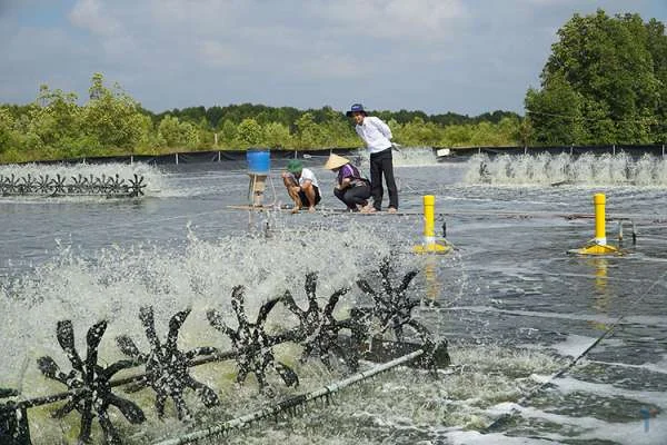 7 Điều Cần Làm Trước Khi Thả Tôm: Bước Đầu Quan Trọng Trong Nuôi Tôm Thành Công