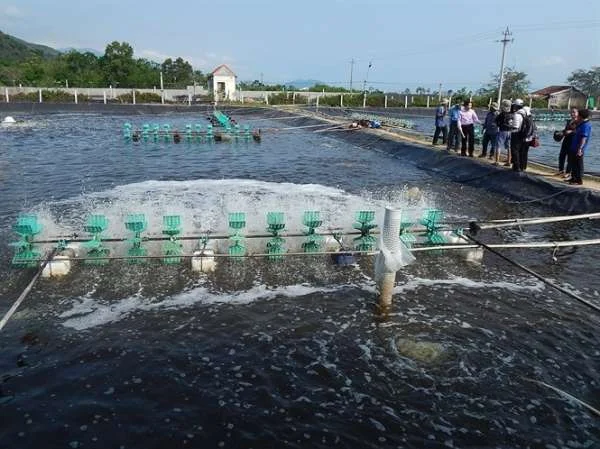 Hướng Đi Riêng Cho Ngành Nuôi Tôm ở Việt Nam: Đối Mặt với Thách Thức Cạnh Tranh và Cải Thiện Hiệu Quả Sản Xuất