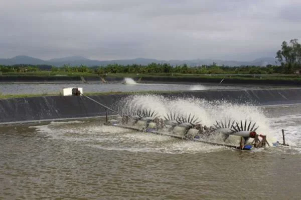 Tôm Thẻ Chân Trắng Trỗi Dậy: Sản Lượng Tăng Cao Đột Ngột Ở Trà Vinh