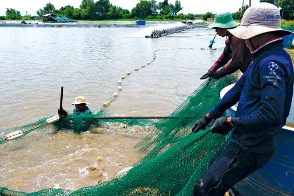 Vua Cá Chẽm" Sóc Trăng: Hành Trình Chinh Phục Thế Giới