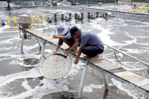 Cầu Thăm Nhá Trong Nuôi Tôm: Lựa Chọn Khôn Ngoan Cho Sự Thuận Tiện và Bảo Vệ Ao Nuôi