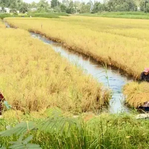 Lợi ích khi trồng lúa trên đất nuôi tôm tại xã Vân Khánh: