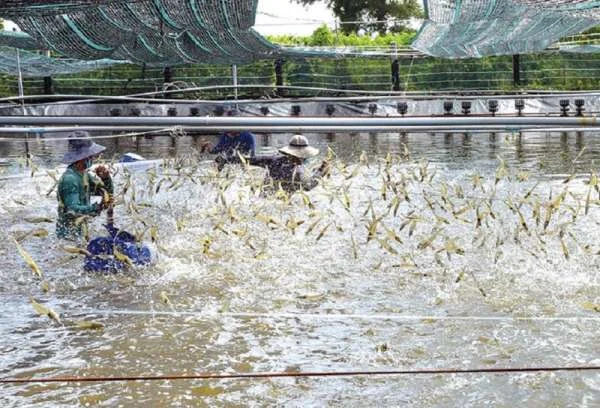 Kinh Nghiệm Nuôi Tôm Thẻ Chân Trắng Mật Độ Cao: Thành Công Từ Chuẩn Bị Đến Chăm Sóc