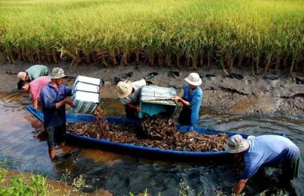 Bạc Liêu: Tiến về mục tiêu nuôi tôm giảm phát thải