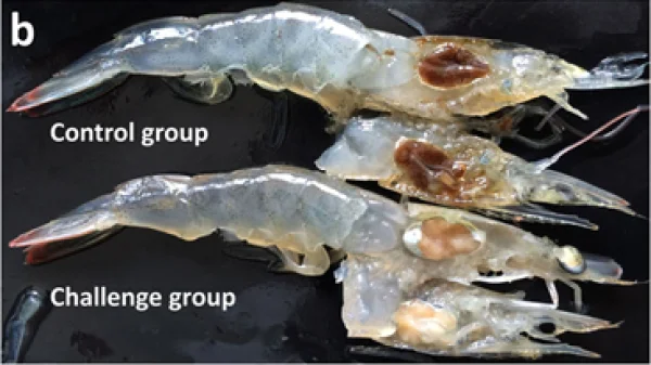 Tìm Hiểu Về Virus Mới Trong Ngành Nuôi Tôm: Shrimp Hemocyte Iridescent Virus (SHIV)