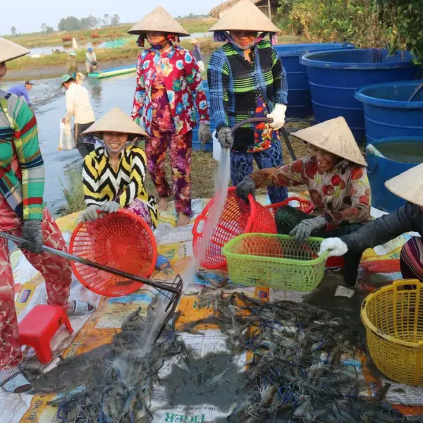 Nuôi tôm càng xanh trên vùng đất trũng Đại Xuyên: Chuyện thành công từ sự đổi mới