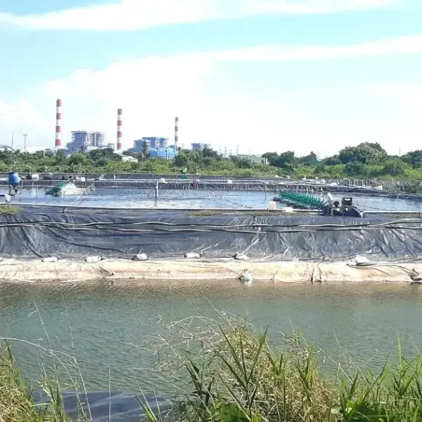 Tình trạng giá tôm xuống đáy: Người nuôi miền Tây "treo" ao