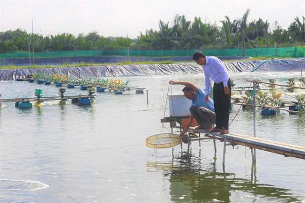 Kế Hoạch Nuôi Tôm Vụ Năm 2024 tại Huyện Cần Giuộc, Long An