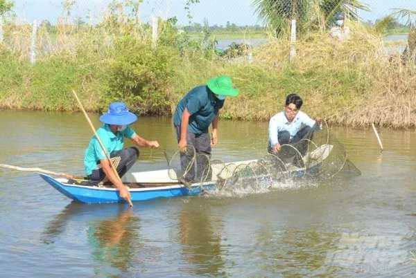 Nuôi Tôm ở Kiên Giang: Lớn Về Diện Tích, Nhỏ Về Sản Lượng - Đâu Là Nguyên Nhân?