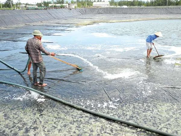 Xử Lý Nhớt Bạt trong Ao Nuôi Tôm: Nâng Cao Năng Suất và Sức Khỏe Tôm