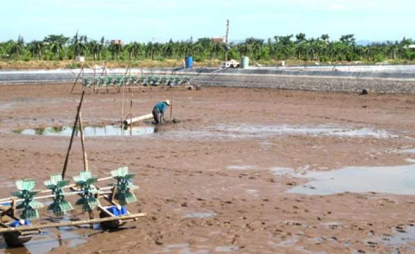 Phương pháp phục hồi đáy ao nuôi tôm lâu năm bị “lão hóa”