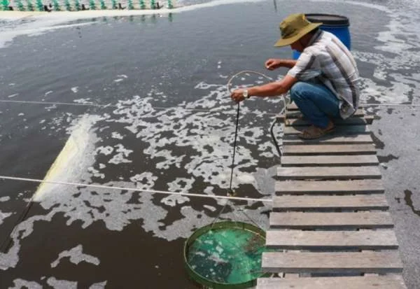 Tác động của tỷ lệ cho ăn đối với tôm thẻ và chất lượng nước: