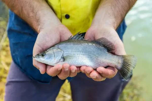 Mô Hình Nuôi Ghép Tôm Sú và Cá Chẽm: Lợi Nhuận Tốt Nhất từ Sự Sáng Tạo