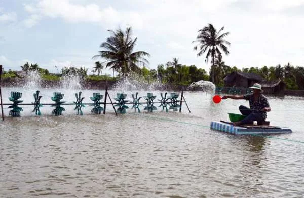 Bổ Sung Canxi và Magie  cho Tôm: Vai Trò và Cách Thực Hiện Đúng Cách