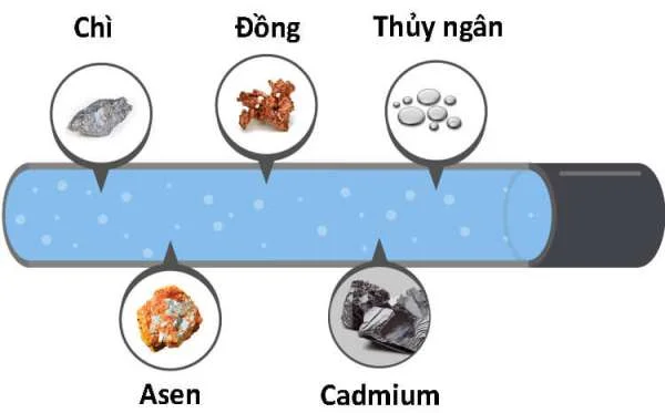 Bảo Vệ Sức Khỏe Tôm và Môi Trường: Xử Lý Kim Loại Nặng Đúng Cách