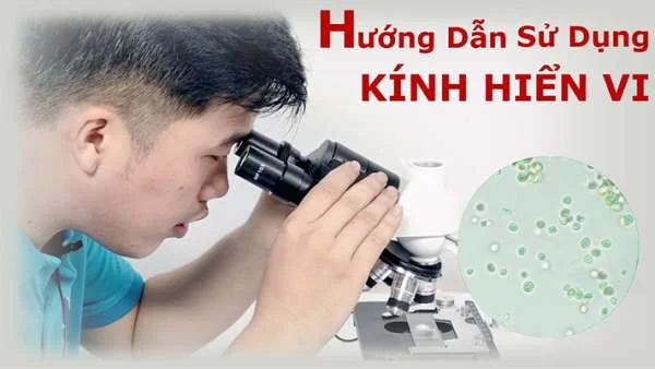 Kính hiển vi là gì? sử dụng kính hiển vi đúng cách