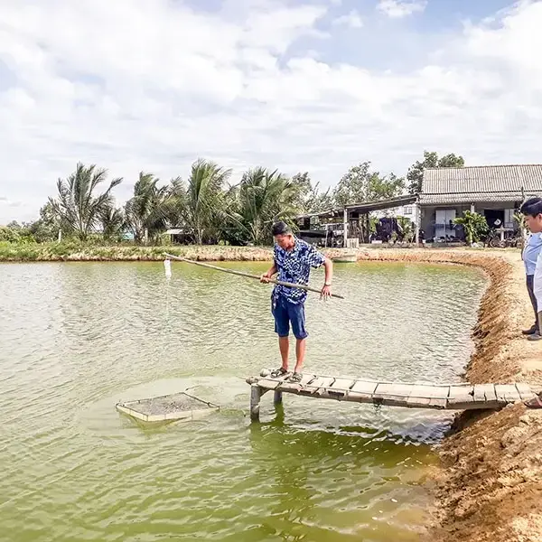 Kỹ Thuật Nuôi Tôm Sú Quảng Canh Hai Giai Đoạn: Hiểu Rõ và Áp Dụng