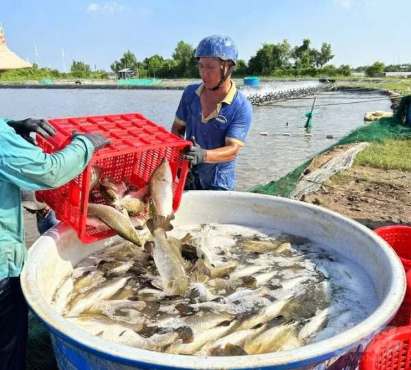 Khủng Hoảng Giá Cá Chẽm tại Sóc Trăng: Nông Dân Đối Mặt với Thách Thức Lớn