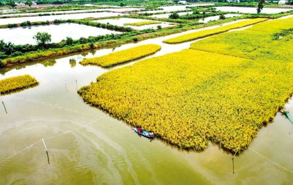 Mùa vàng trên đất nuôi tôm: Thành công của nông dân huyện U Minh