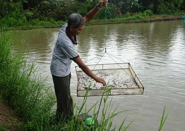 Chú Trọng Nuôi Tôm Quảng Canh Cải Tiến và Tôm - Rừng tại Cà Mau