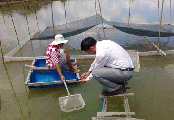 Cách Vèo Tôm Giống Đúng Cách