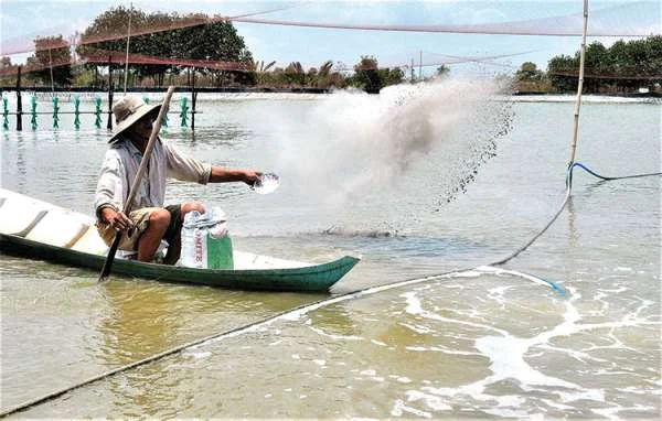 Vôi Thủy Sản: Phân loại, Đặc điểm và Ứng dụng