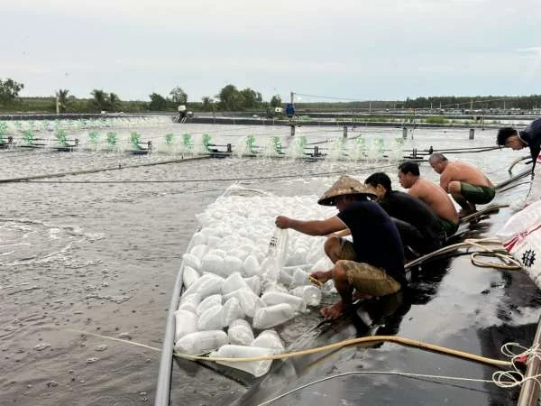 Bước Quan Trọng Trước Khi Thả Giống: Gây Màu Nước Cho Ao Nuôi Tôm