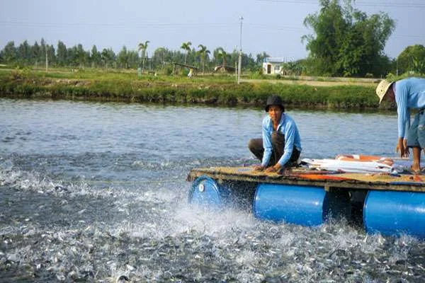 Cần Thơ: Trung Tâm Nuôi Cá Tra và Các Tiêu Chuẩn Diện Tích