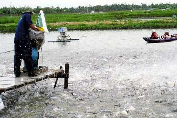 Nuôi Trồng Thủy Sản tại Vĩnh Long: Phân Tích Chi Tiết về Các Yếu Tố Đầu Vào Vạn Lý Tốt