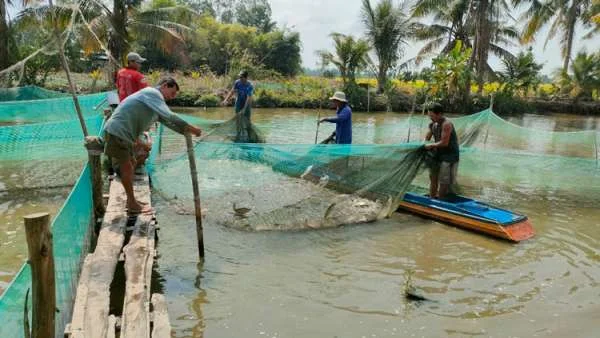 Tiềm Năng và Hiệu Quả của Mô Hình Thủy Sản ở Hậu Giang