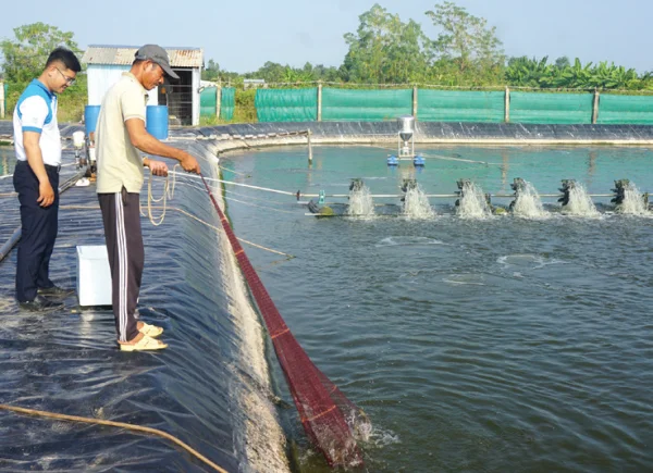 Đơn Giản và Hiệu Quả: Nuôi Ao Đáy Lưới và Lót Bờ