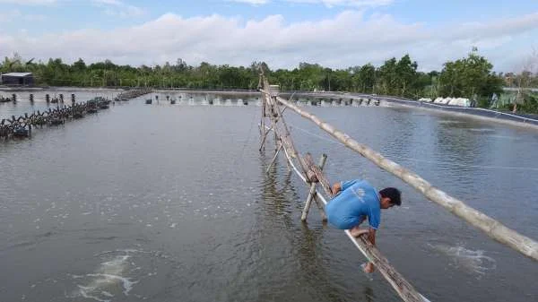 Nguyên nhân xuất hiện từng loại khí độc trong ao tôm