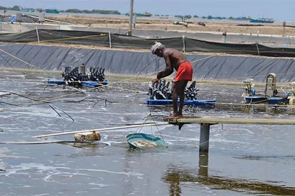 Đổi Mới Quy Định: Ấn Độ Gia Tăng Sự Thu Hút trong Ngành Thủy Sản