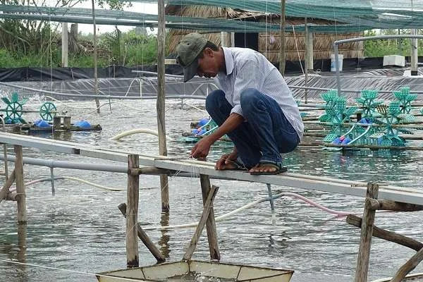 Thả Giống Đúng Mùa Ở Cà Mau: Nền Tảng Quan Trọng Trong Sản Xuất Nuôi Trồng Thủy Sản