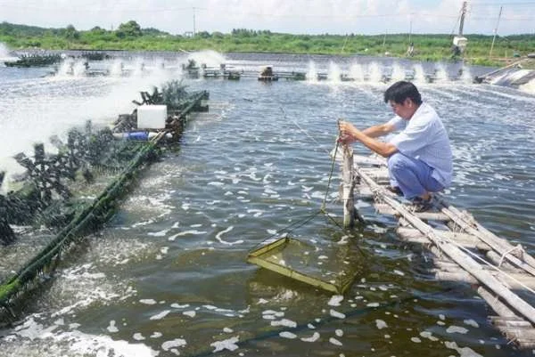 Chìa Khóa Cho Sự Phát Triển Bền Vững: Lựa Chọn Bộ Gen Kháng Virus Trong Nuôi Trồng Tôm